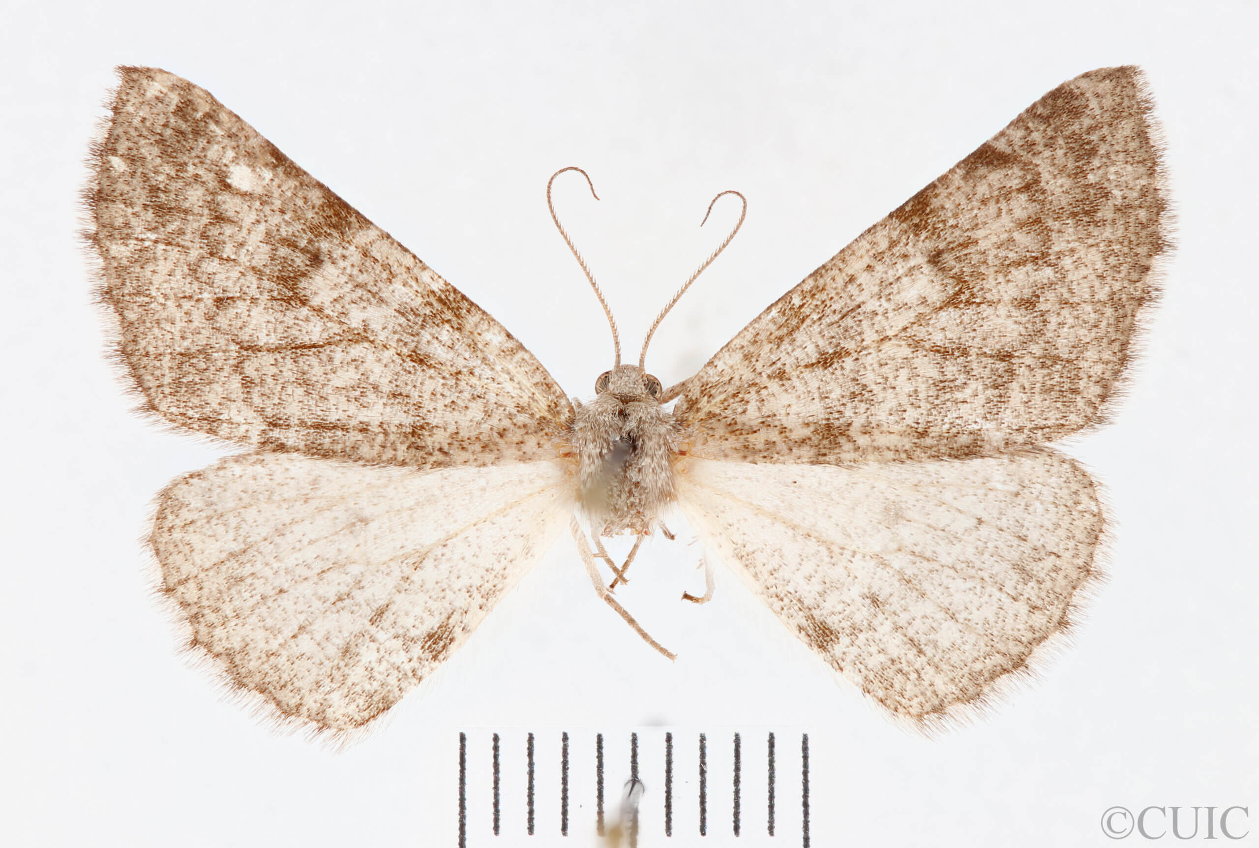 dorsal view of adult Meris sp.