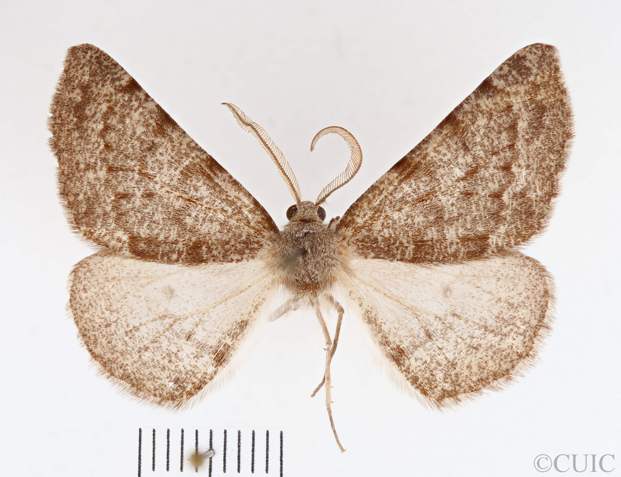 dorsal view of adult Meris alticola
