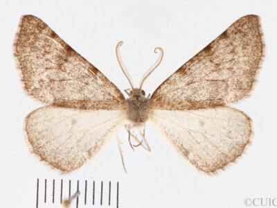 dorsal view of adult Meris sp.