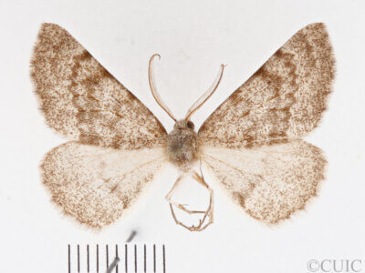 dorsal view of adult Meris sp.