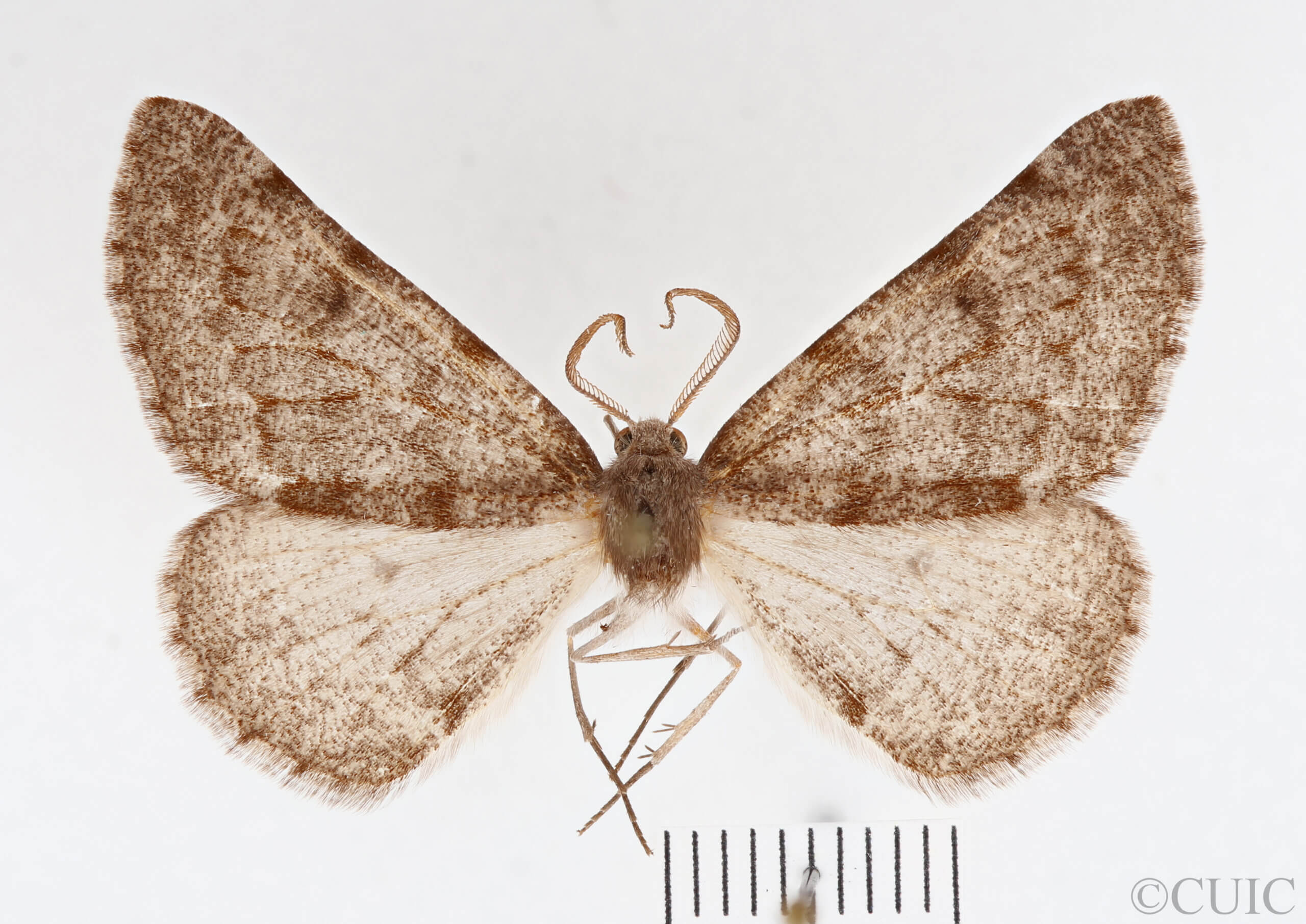 dorsal view of adult Meris sp.