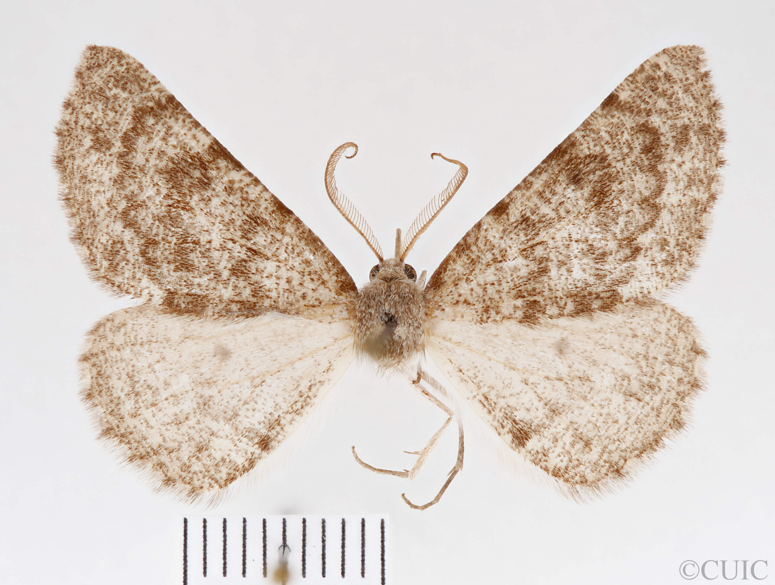 dorsal view of adult Meris sp.