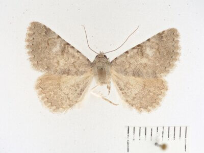 dorsal view of adult Toxonprucha sp.