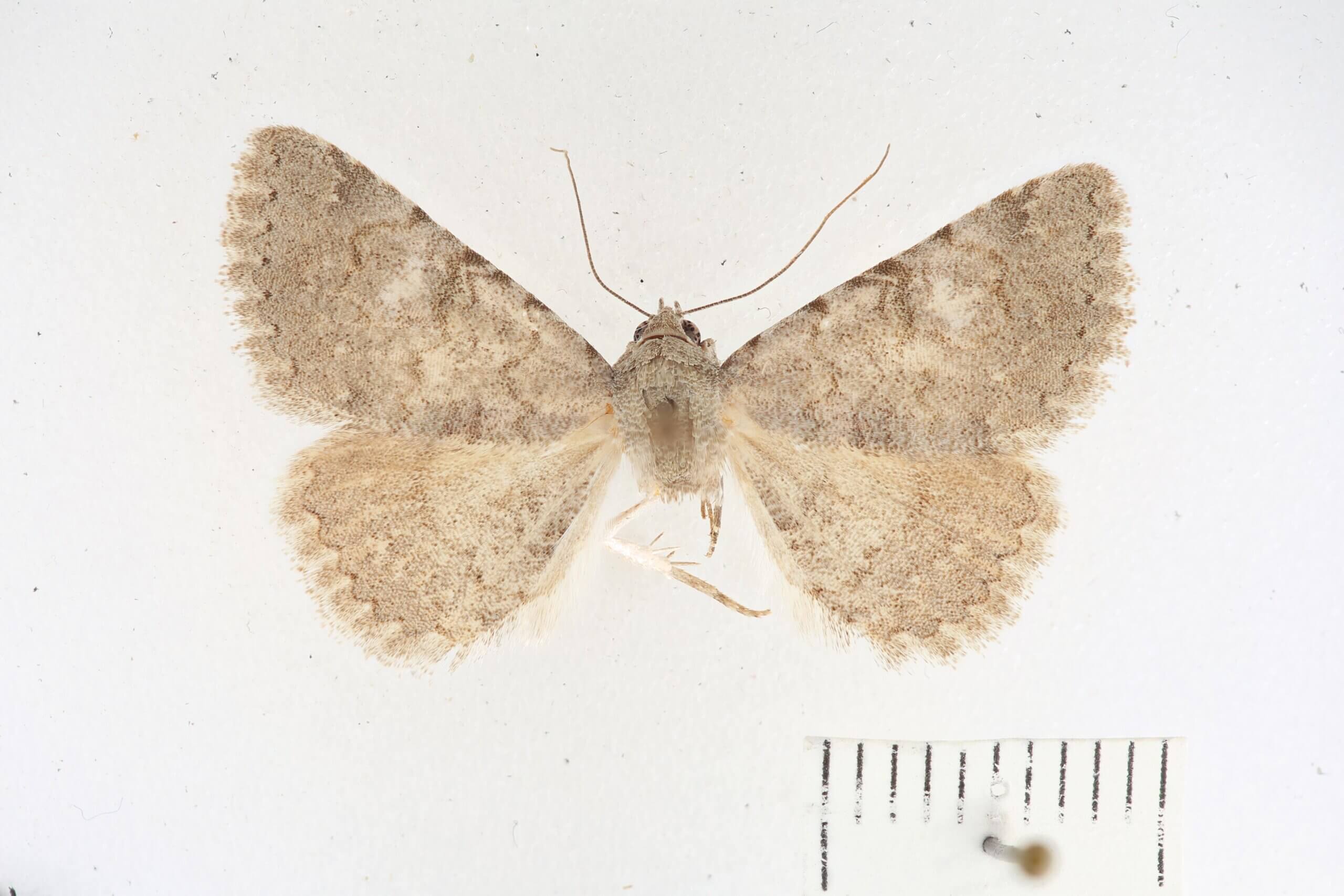 dorsal view of adult Toxonprucha sp.