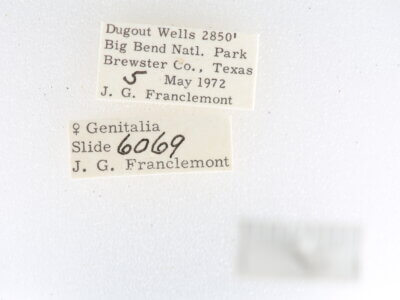 label view of adult Toxonprucha sp.