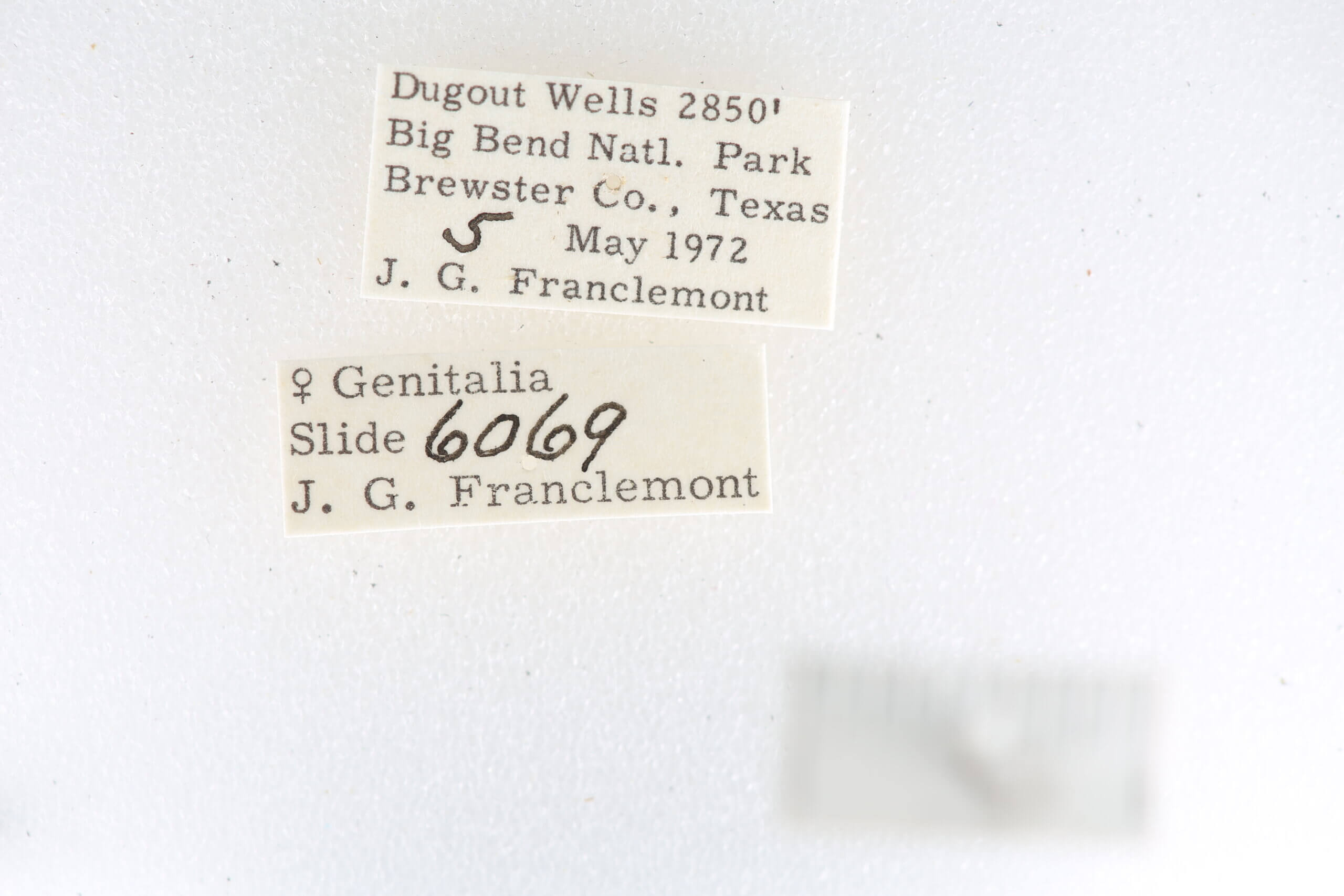 label view of adult Toxonprucha sp.