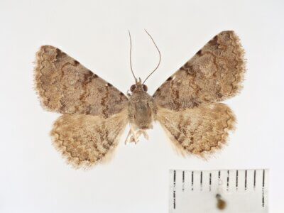 dorsal view of adult Toxonprucha sp.