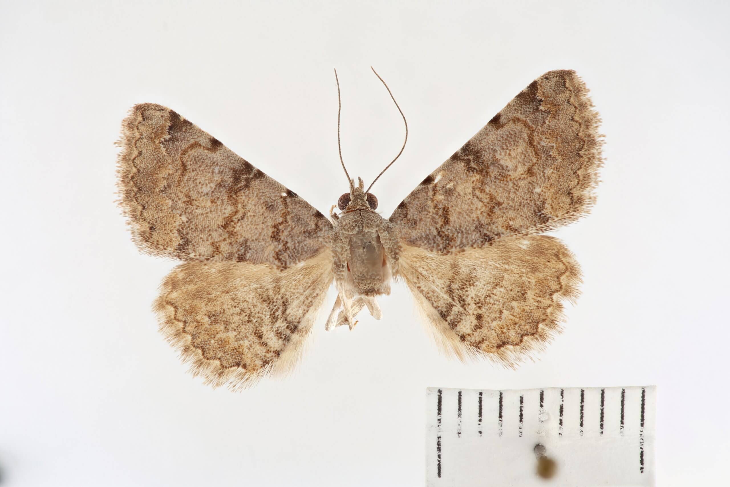 dorsal view of adult Toxonprucha sp.