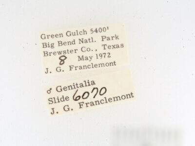 label view of adult Toxonprucha sp.