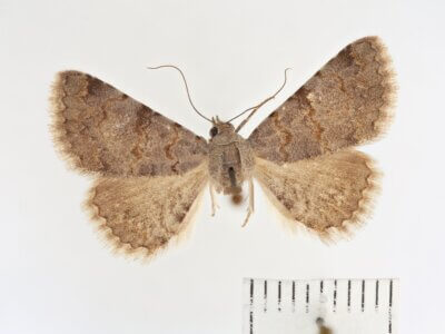 dorsal view of adult Toxonprucha sp.