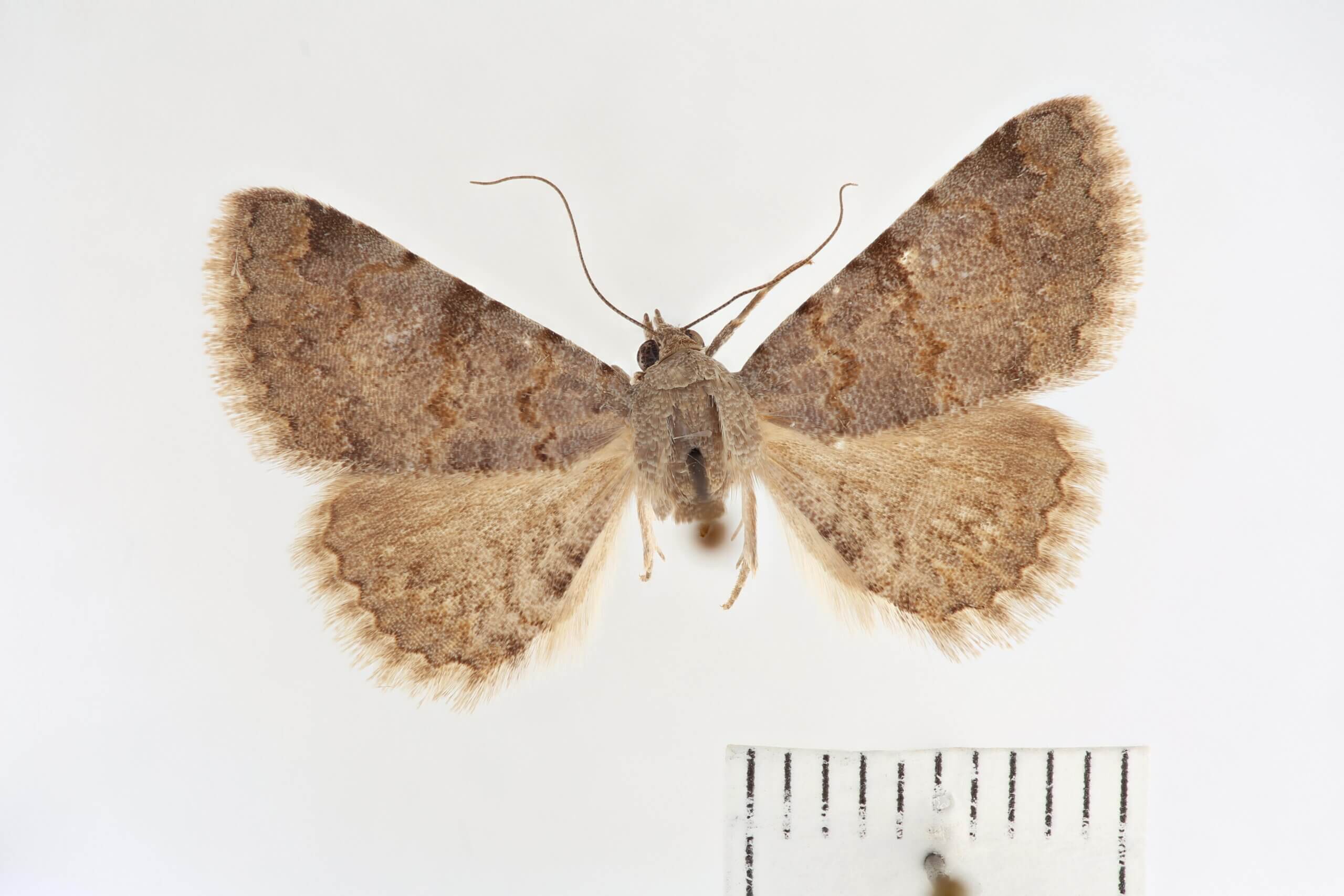 dorsal view of adult Toxonprucha sp.