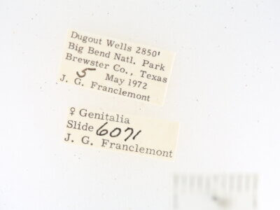 label view of adult Toxonprucha sp.