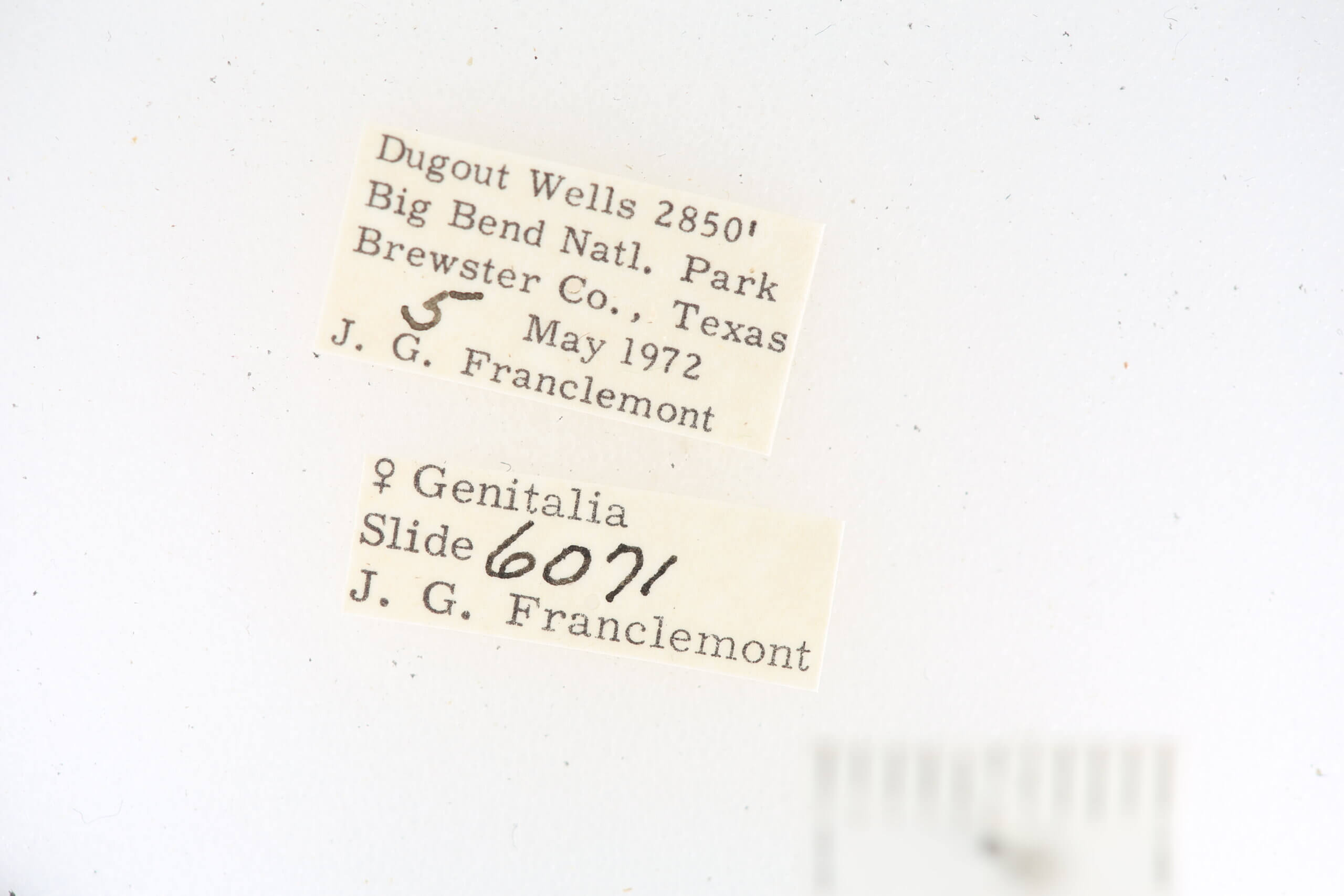 label view of adult Toxonprucha sp.