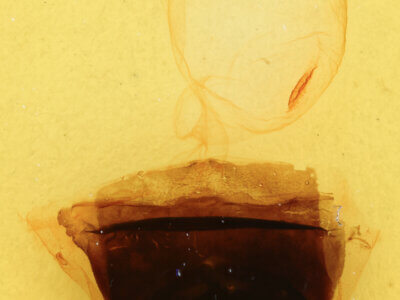 genitalia view of adult Furcula occidentalis gigans