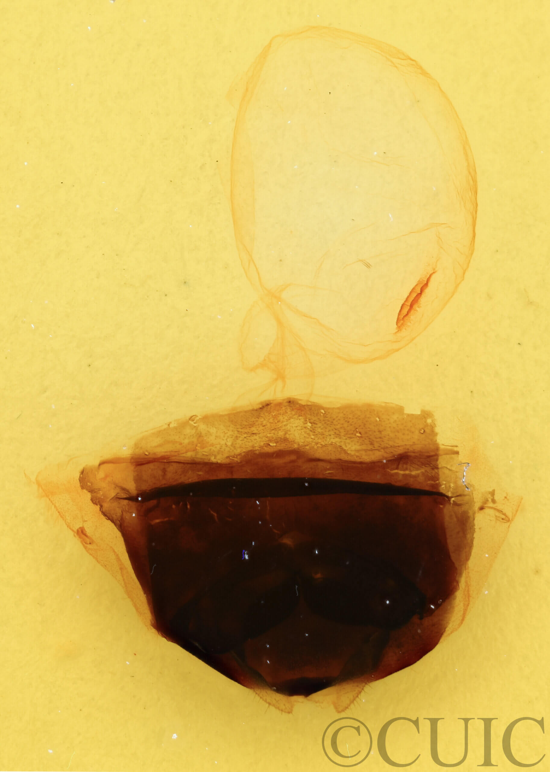 genitalia view of adult Furcula occidentalis gigans