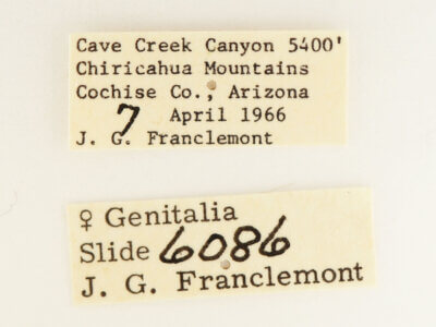 label view of adult Furcula occidentalis gigans