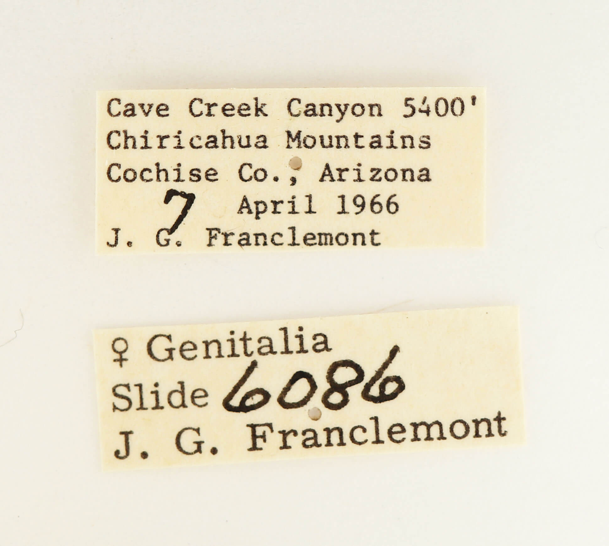 label view of adult Furcula occidentalis gigans
