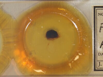 slide view of adult Furcula occidentalis gigans