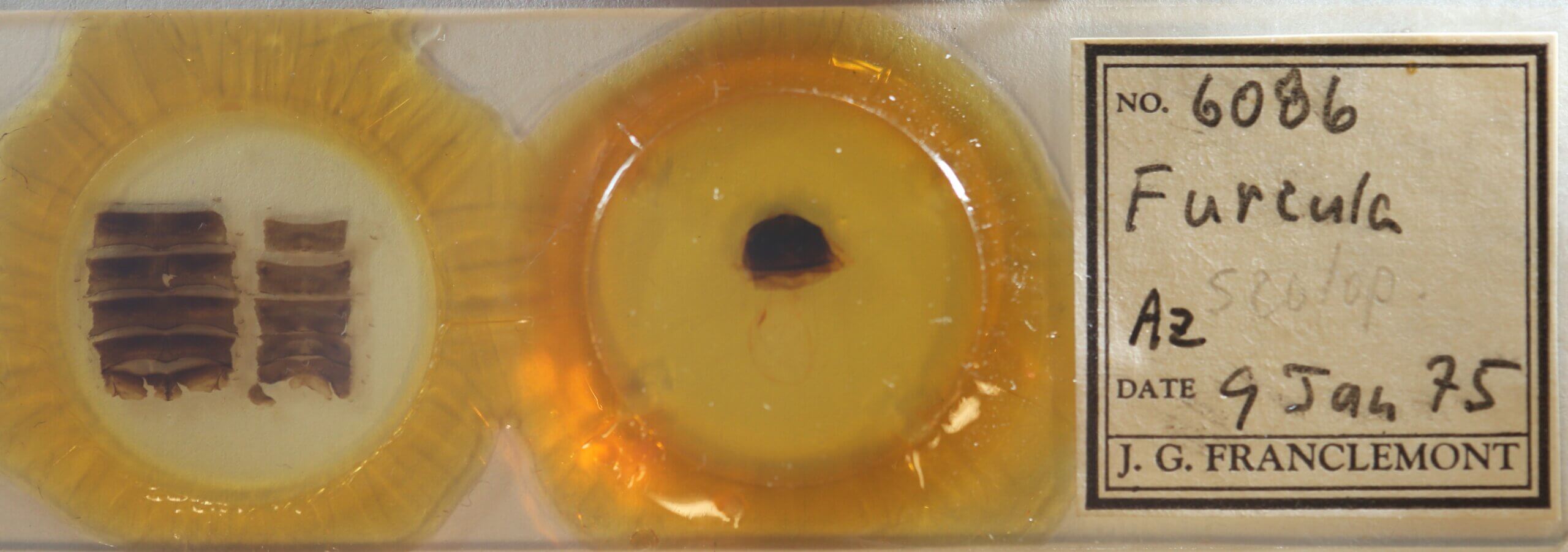 slide view of adult Furcula occidentalis gigans