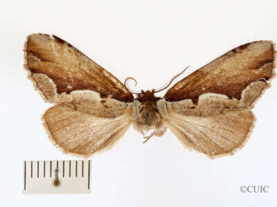 dorsal view of adult Nerica bidentata