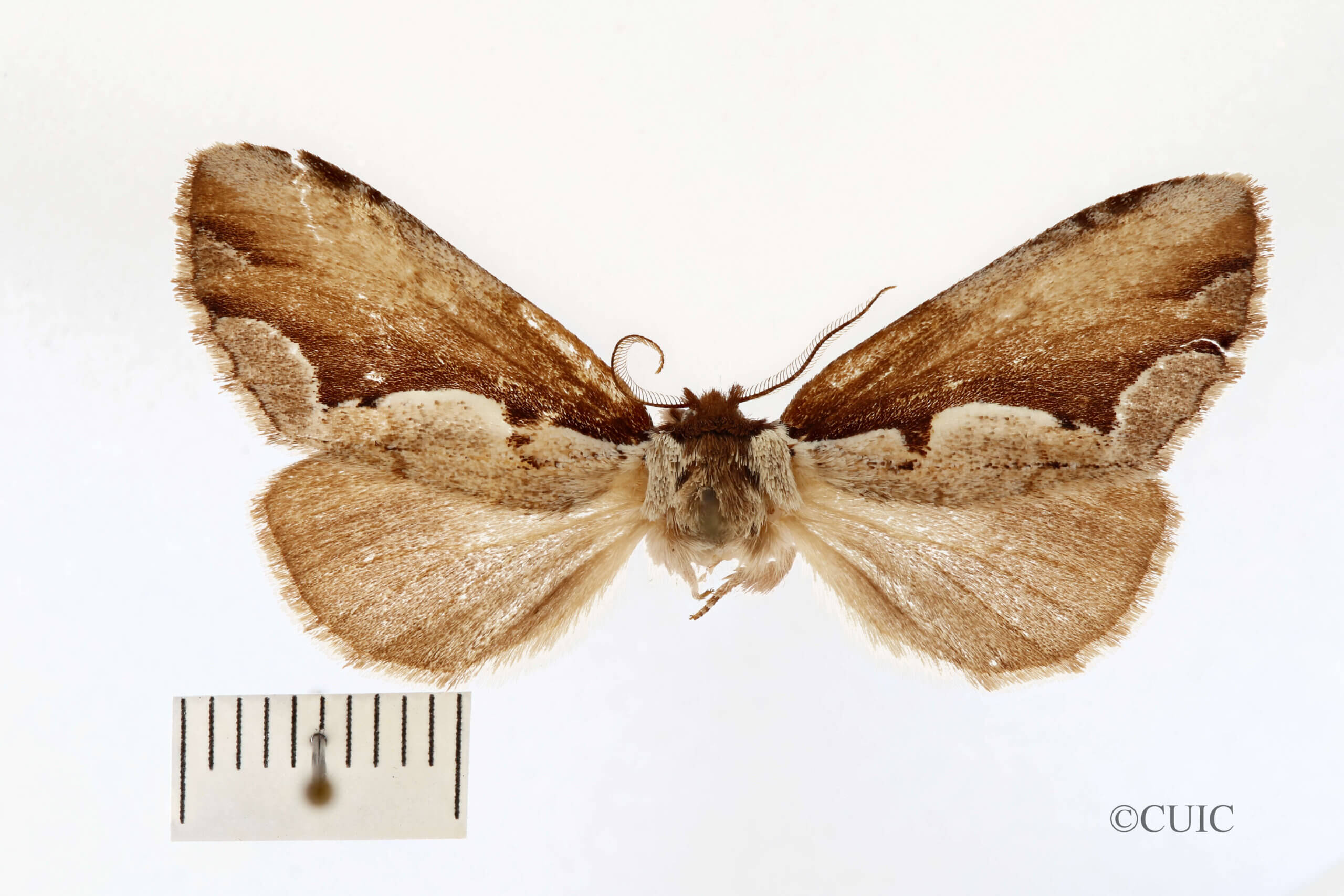 dorsal view of adult Nerica bidentata