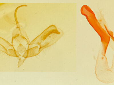 genitalia view of adult Acontia n. sp. 2