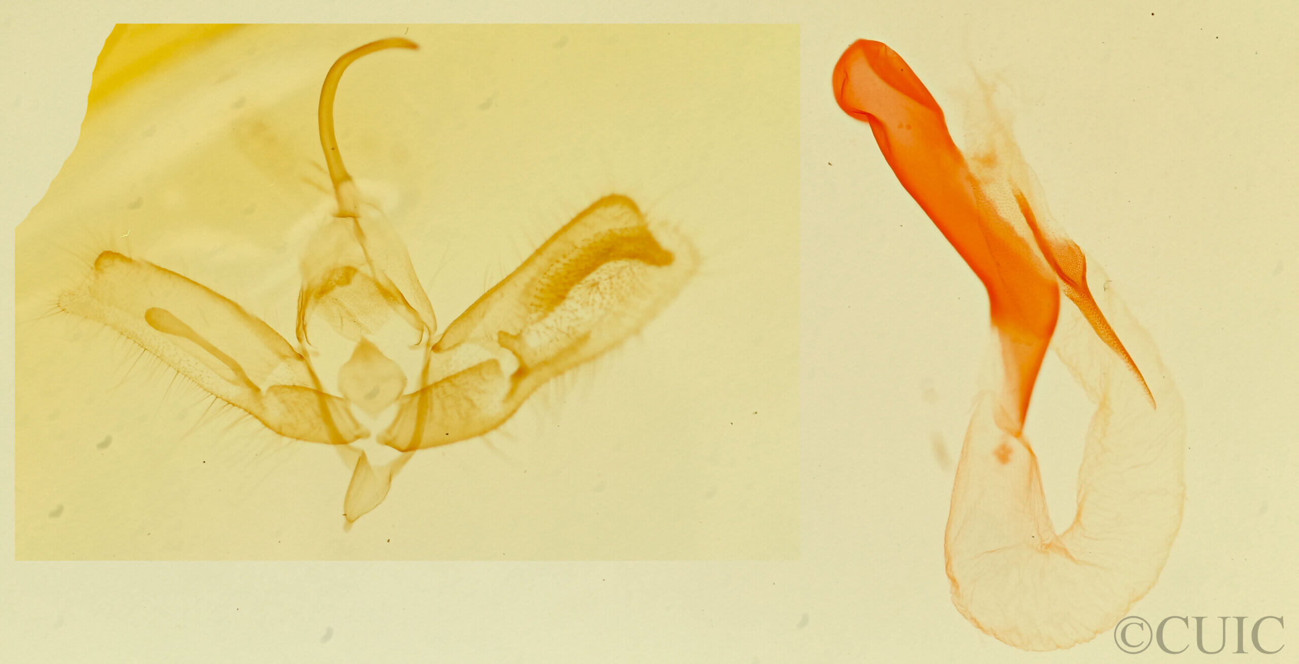 genitalia view of adult Acontia n. sp. 2