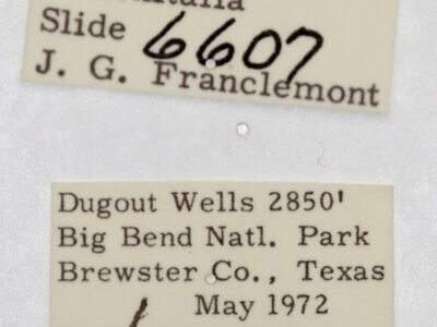 label view of adult Acontia n. sp. 2