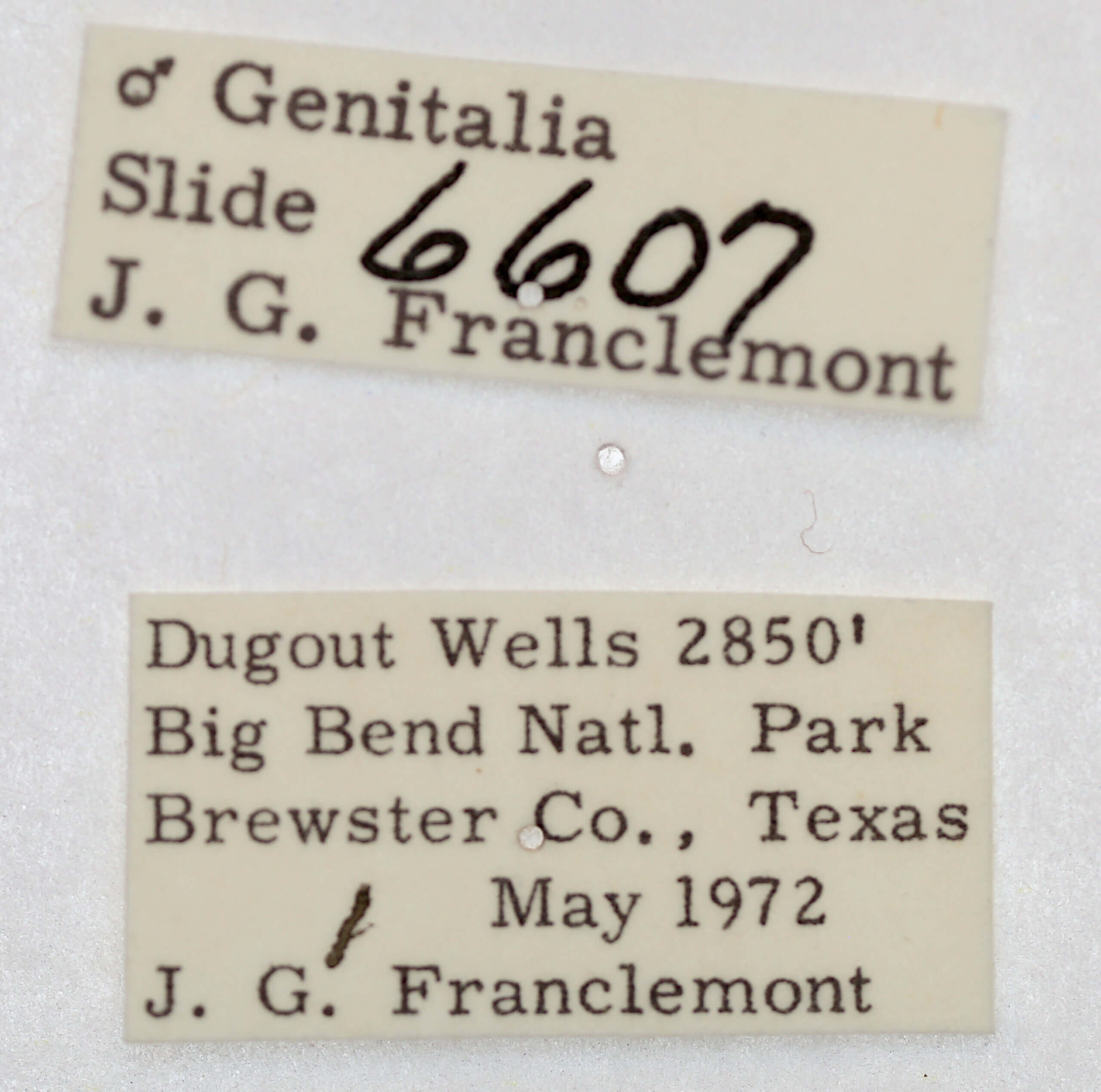 label view of adult Acontia n. sp. 2