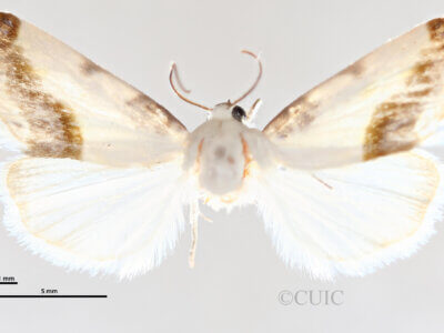 dorsal view of adult Acontia n. sp. 2