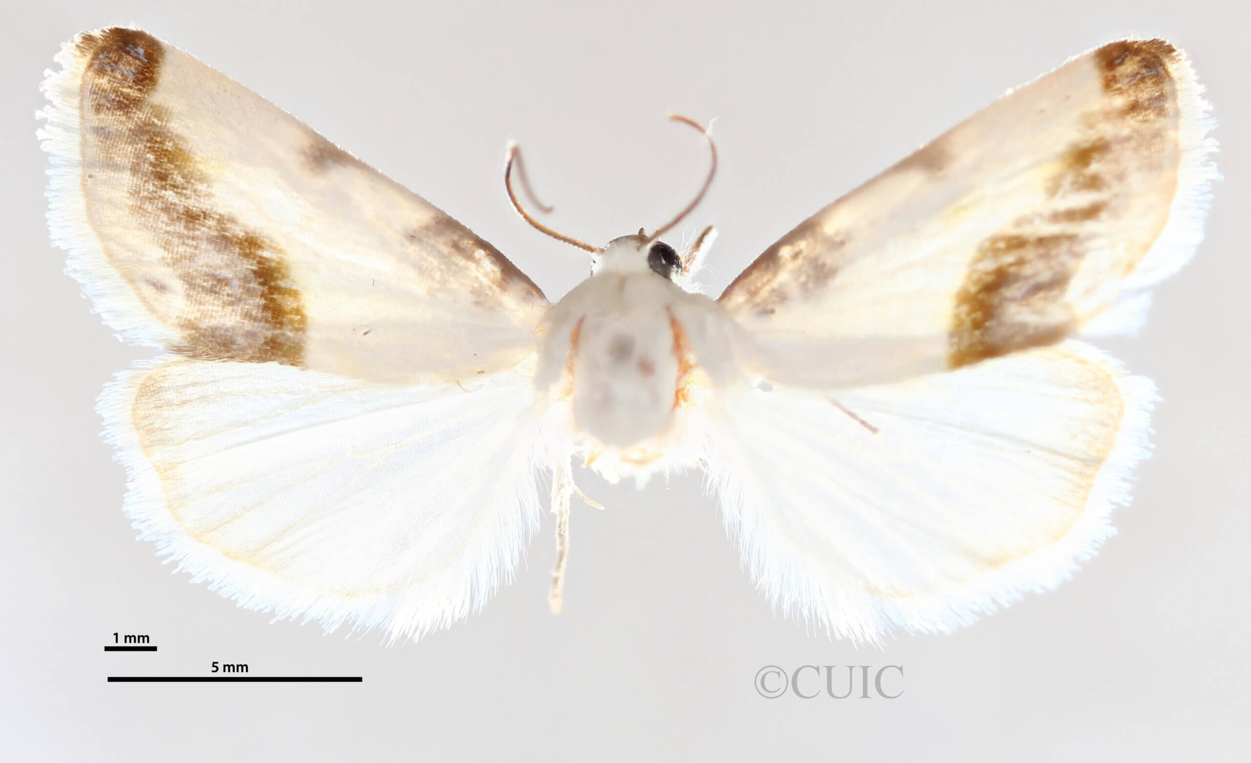 dorsal view of adult Acontia n. sp. 2