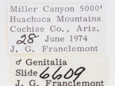 label view of adult Ponometia phecolisca