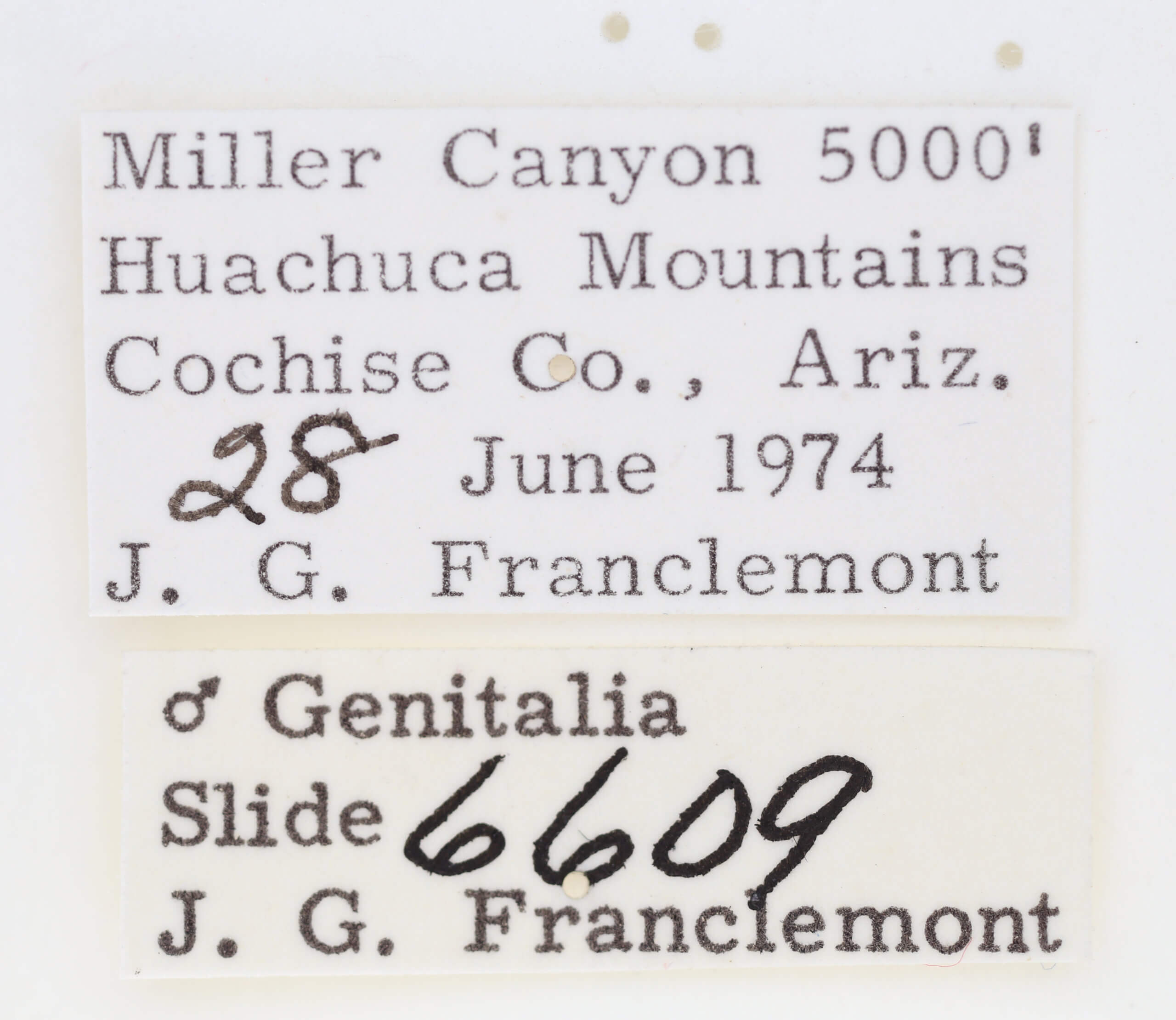 label view of adult Ponometia phecolisca