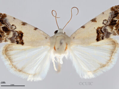 dorsal view of adult Ponometia phecolisca