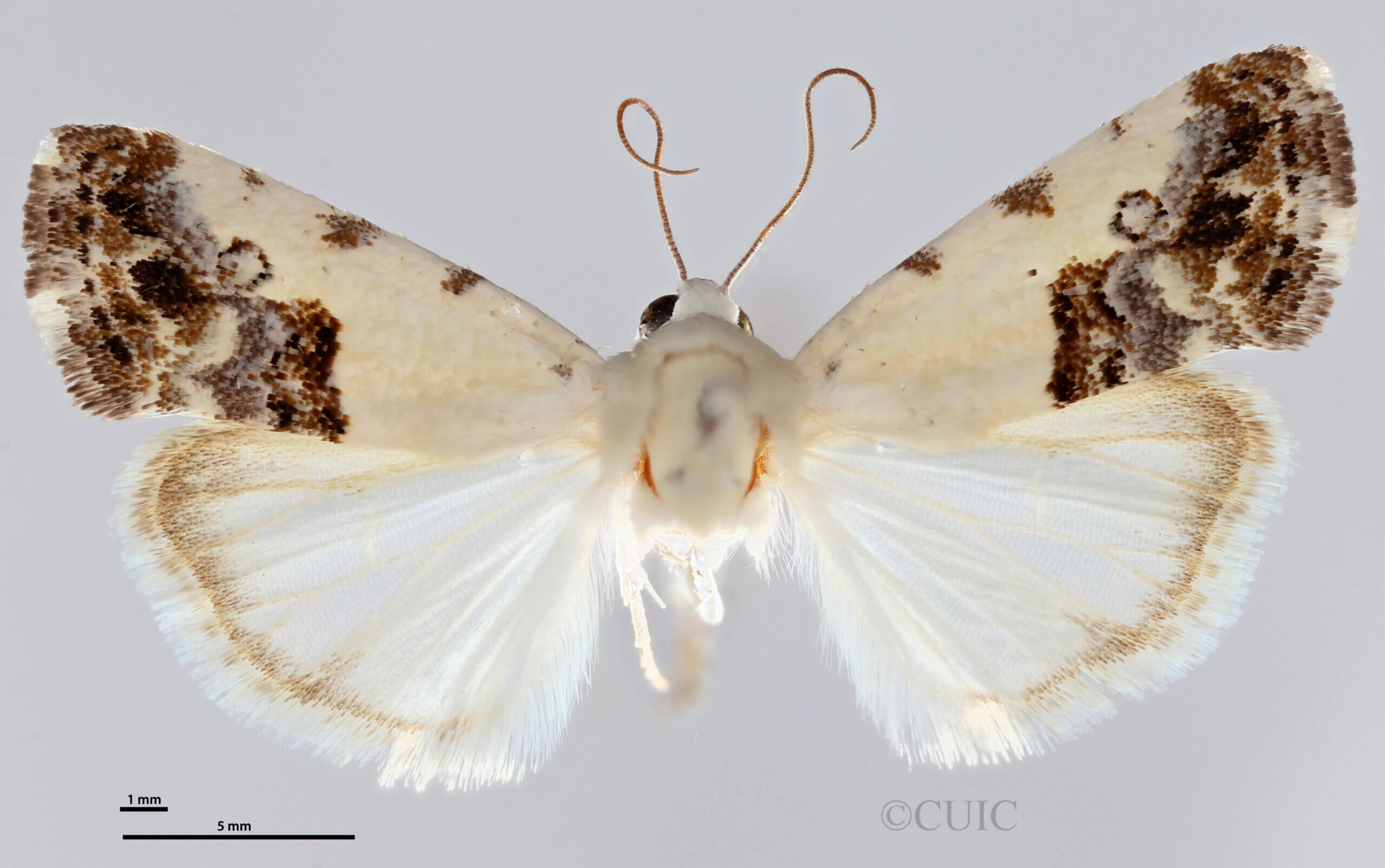 dorsal view of adult Ponometia phecolisca