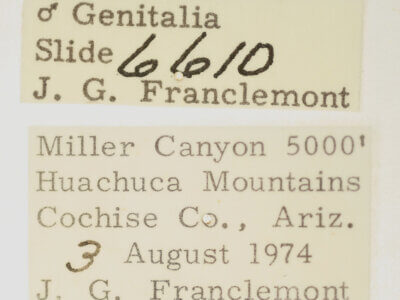 label view of adult Ponometia nannodes