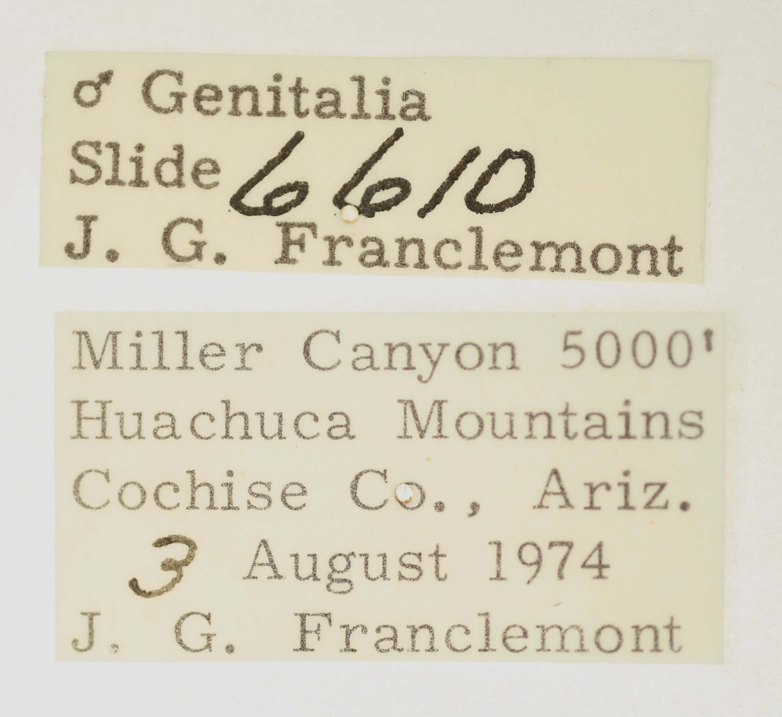 label view of adult Ponometia nannodes