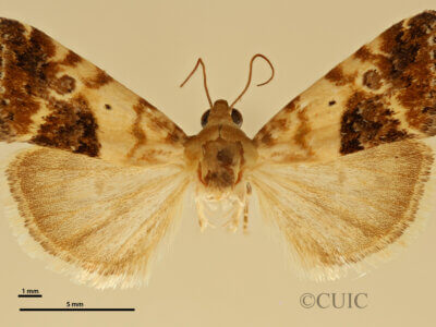 dorsal view of adult Ponometia nannodes