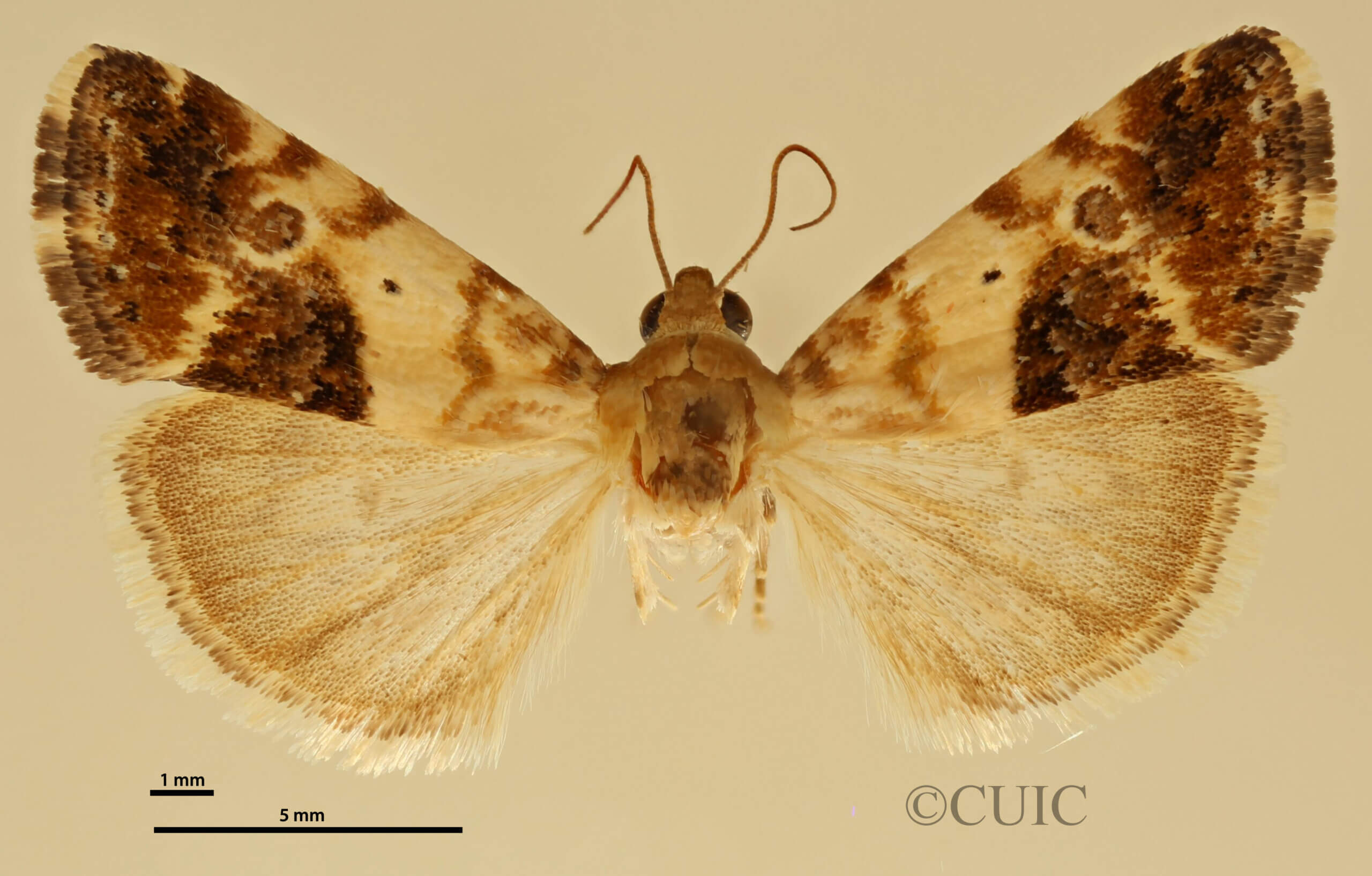dorsal view of adult Ponometia nannodes