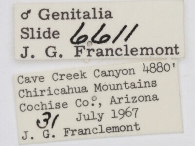 label view of adult Ponometia cuta