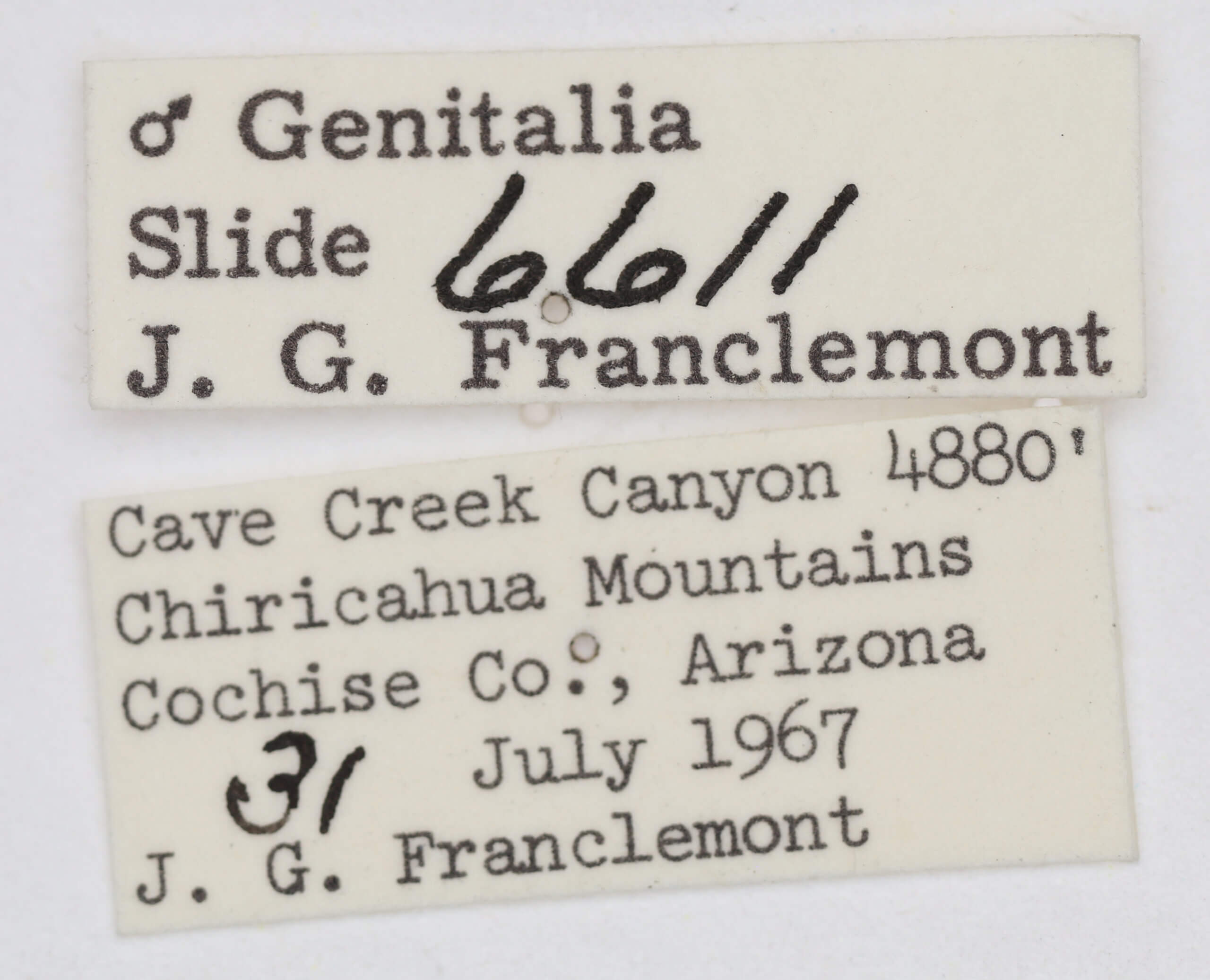 label view of adult Ponometia cuta