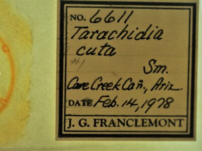 slide view of adult Ponometia cuta