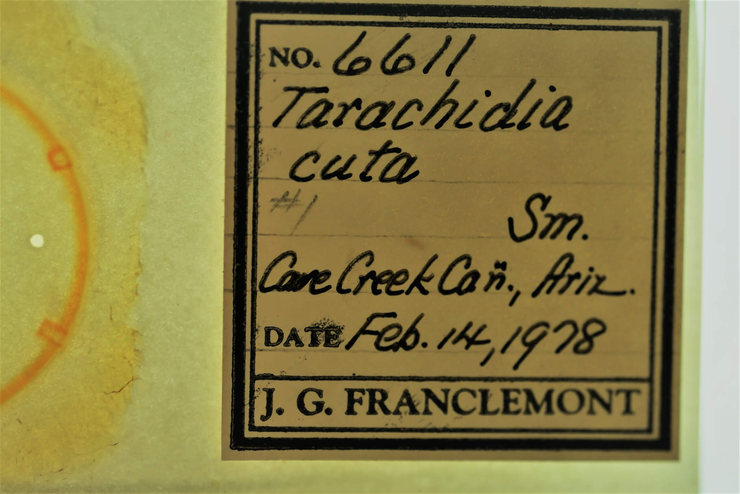 slide view of adult Ponometia cuta