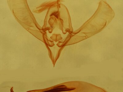 genitalia view of adult Ponometia cuta