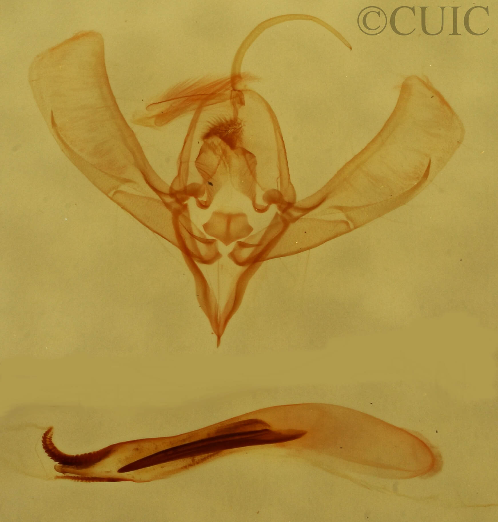 genitalia view of adult Ponometia cuta