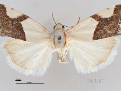 dorsal view of adult Ponometia cuta