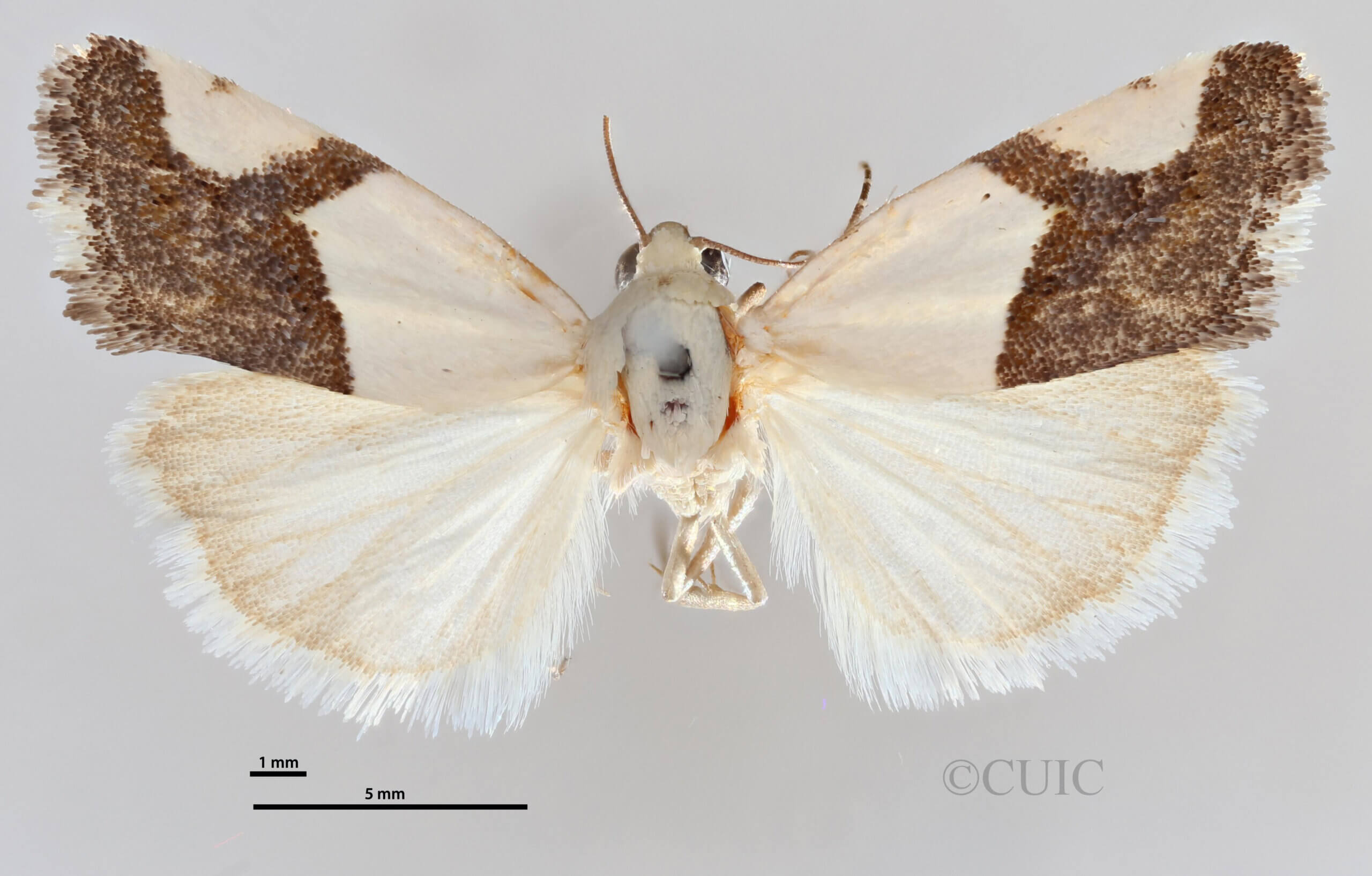 dorsal view of adult Ponometia cuta