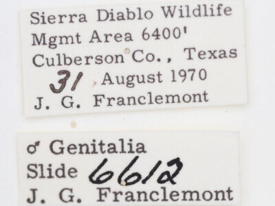 label view of adult Ponometia cuta