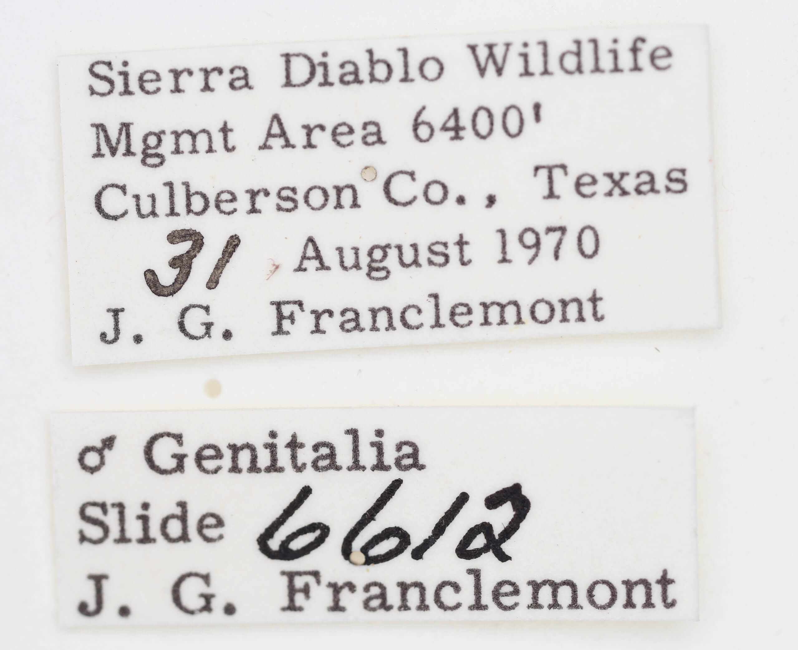 label view of adult Ponometia cuta