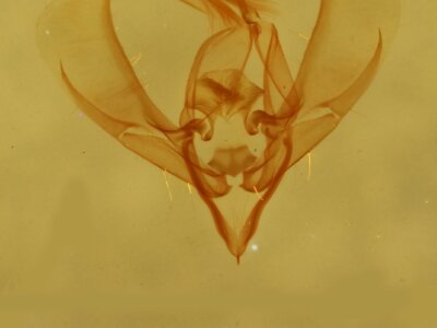 genitalia view of adult Ponometia cuta